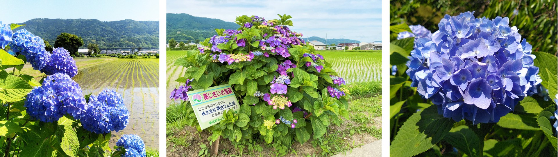 あじさい里親活動